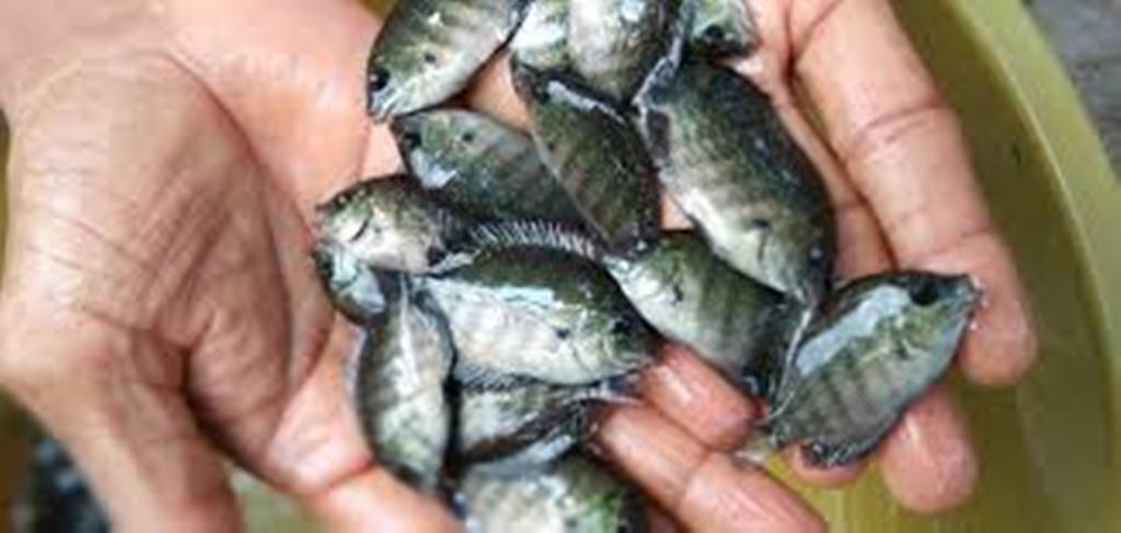fish cultivation
