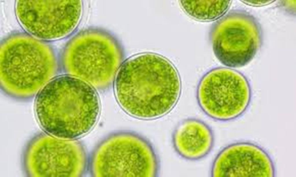 Micro algae -courtesy-phys.org