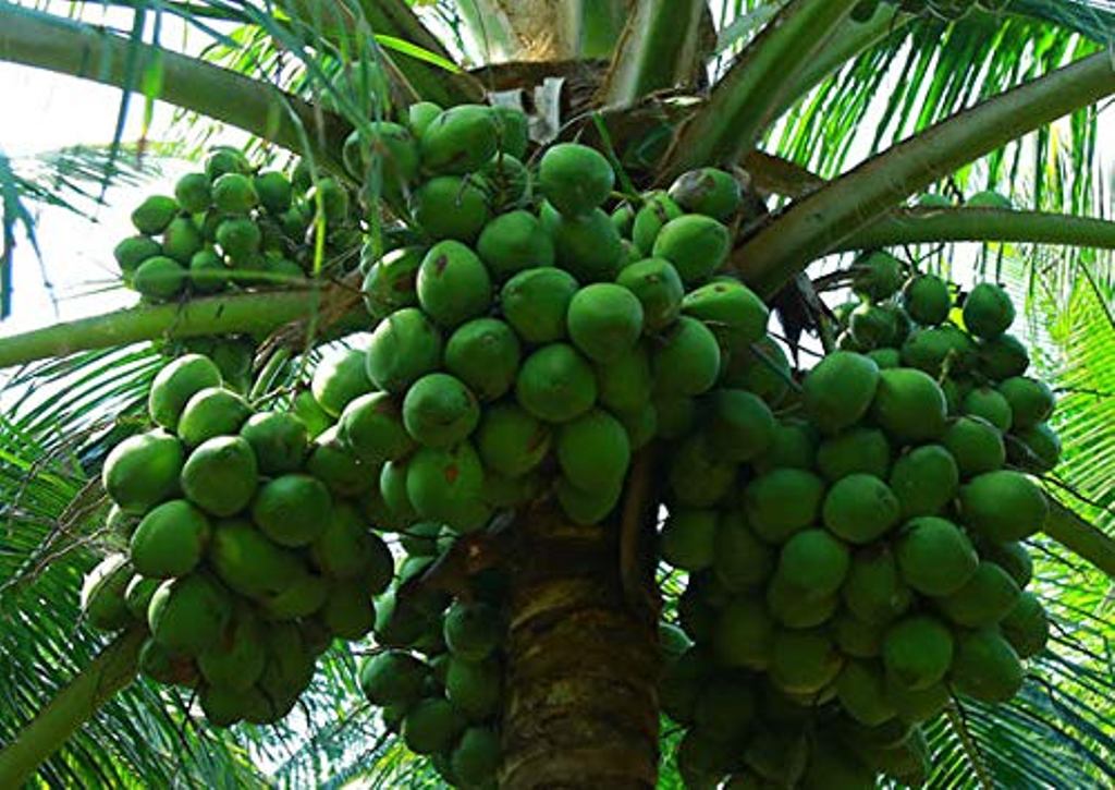 Coconut tree - Courtesy-amazon.in