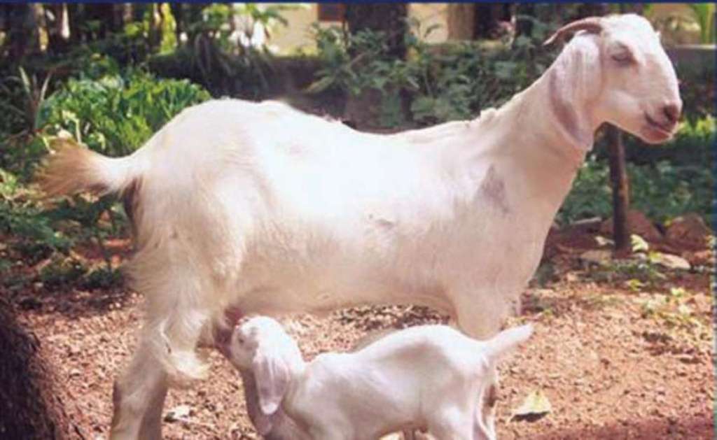 malabari goat
