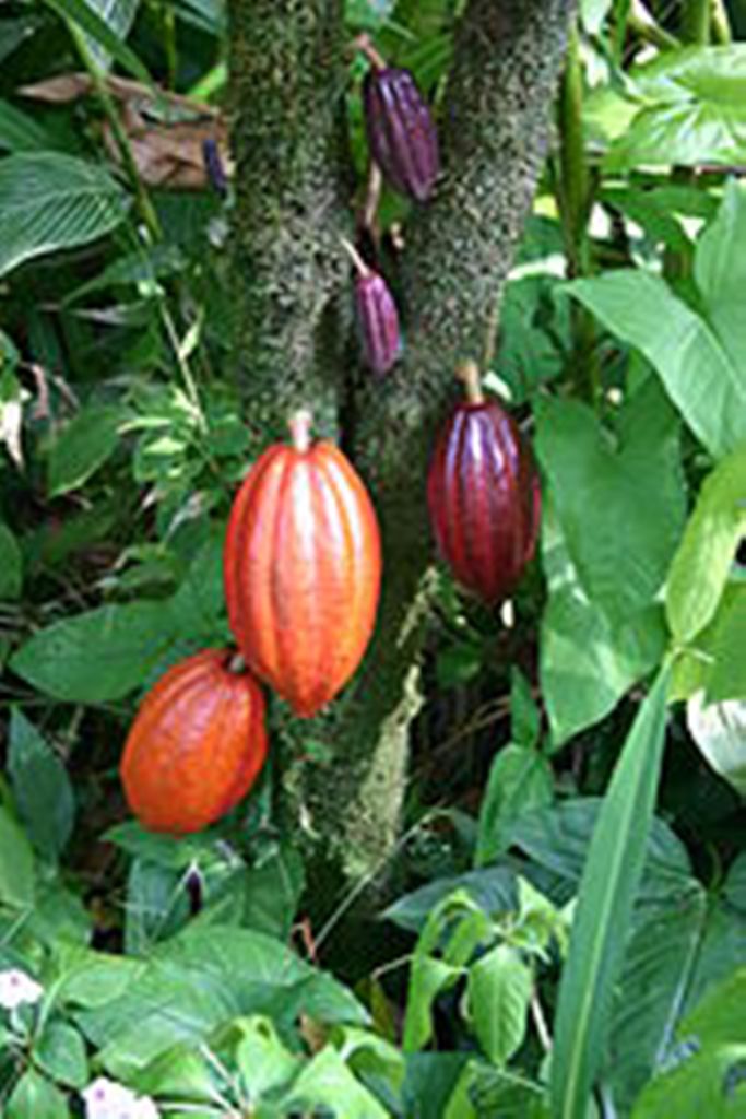 Cocoa tree-en.wikipedia.in