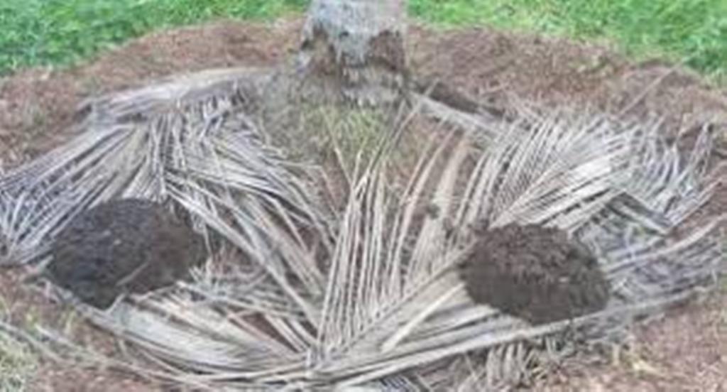 Dung organic manure at the base of coconut