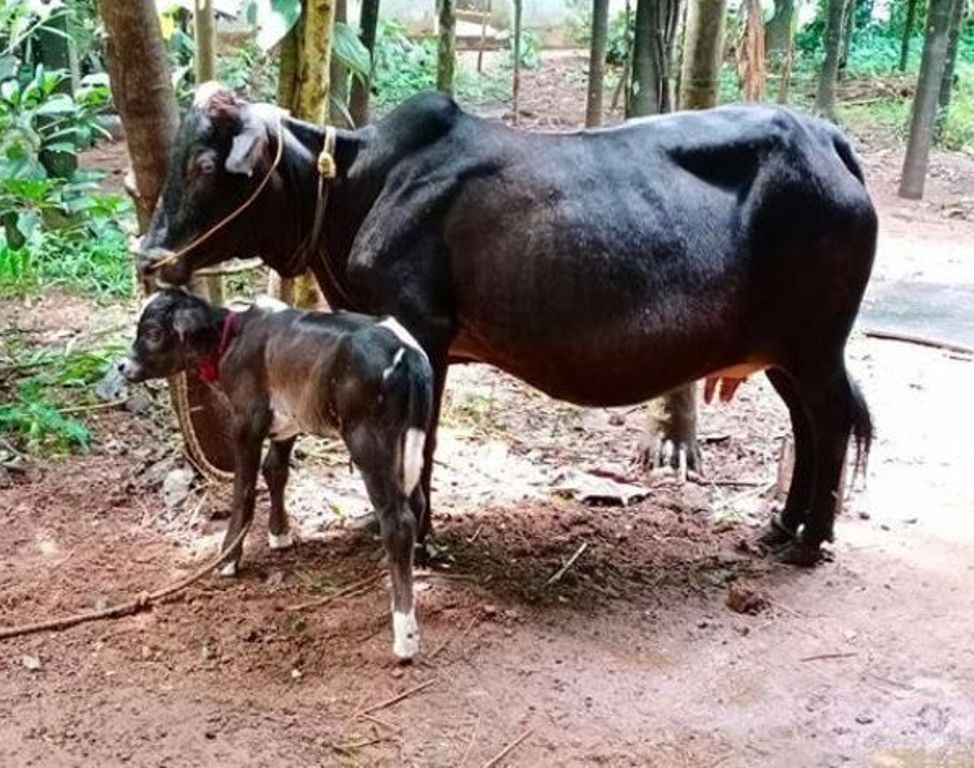 The cow and the calf