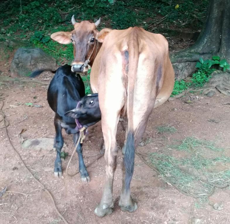 The cow and the calf