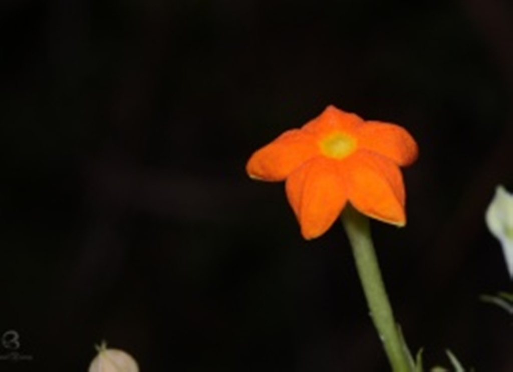 flower of vellila