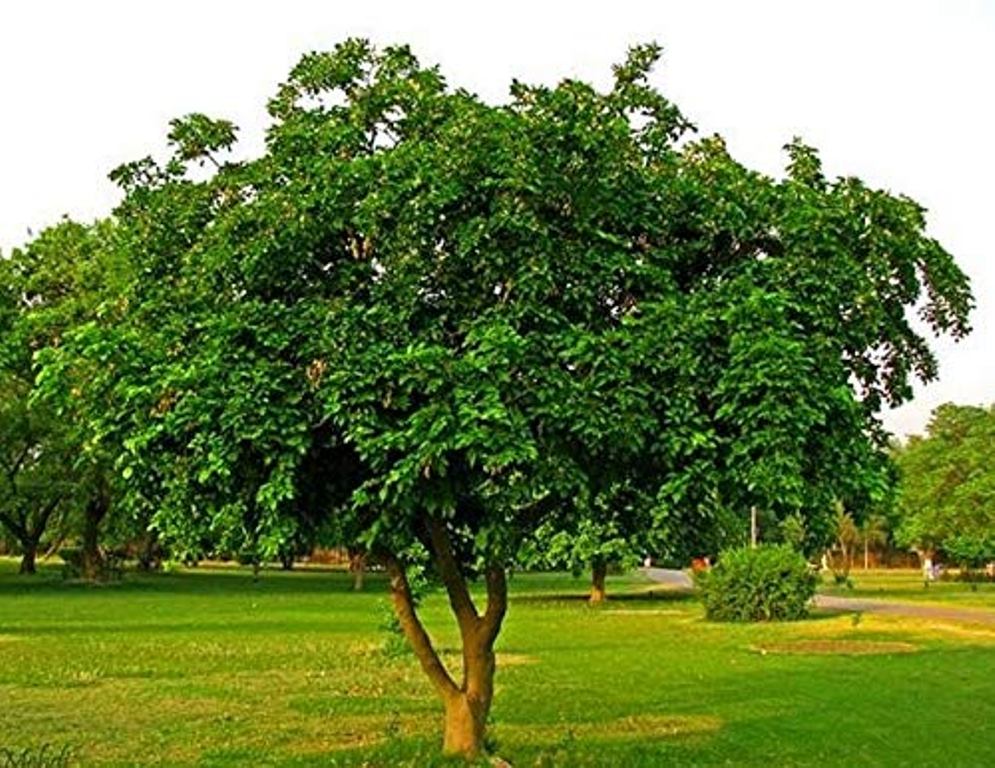 ungu tree