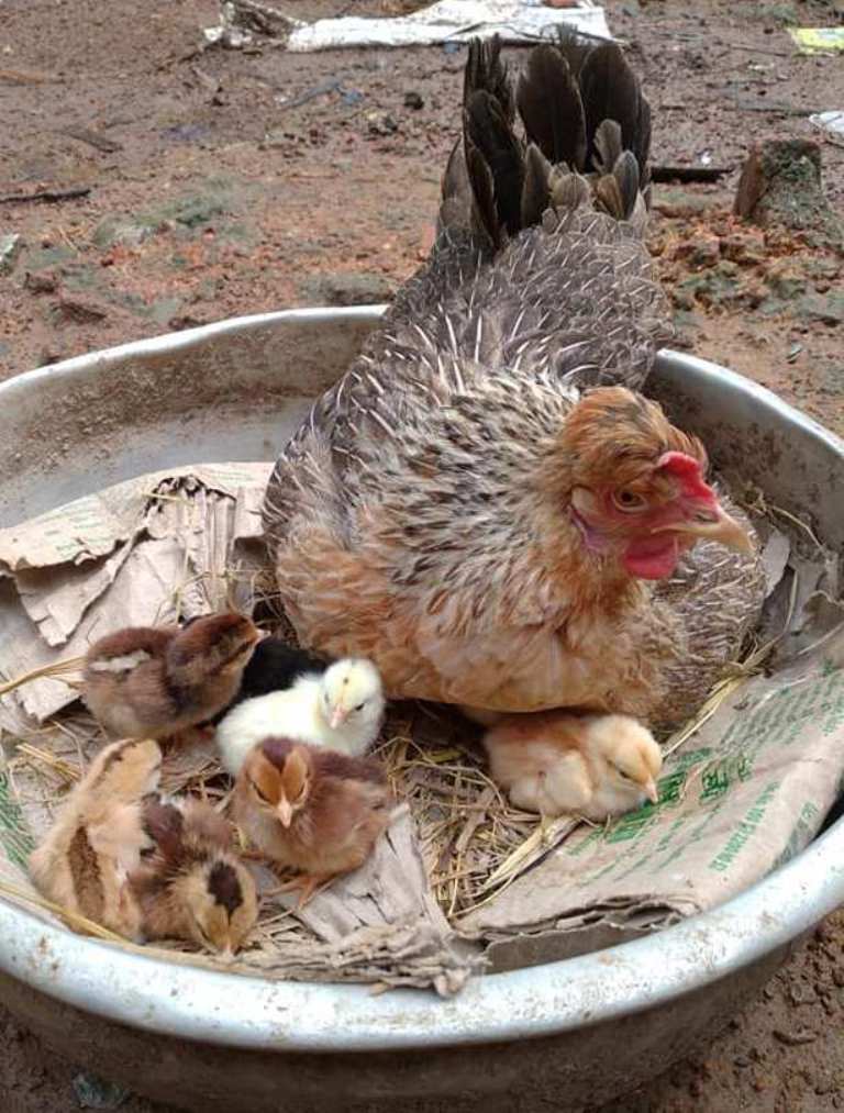 the hen and the chicks