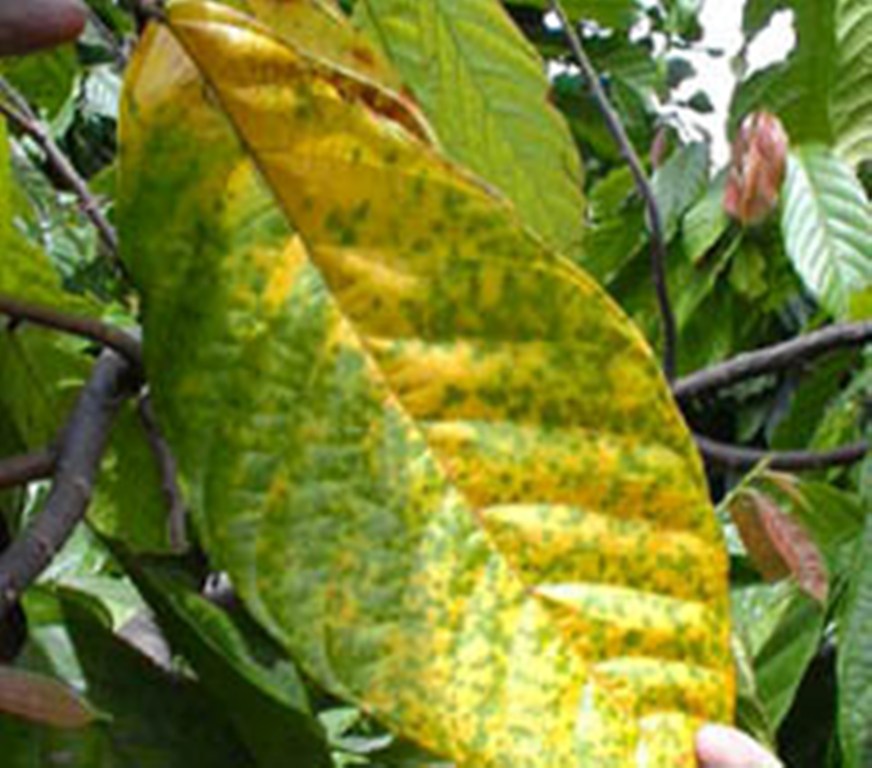 Leaf wilt- courtesy-agritech.tnau.ac.in