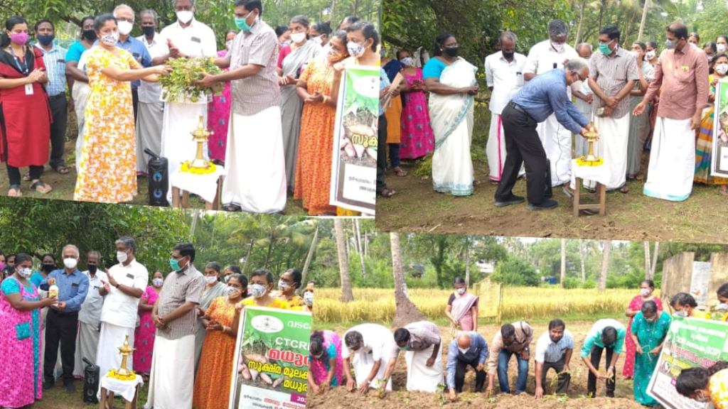 മധുരക്കിഴങ്ങ് കൃഷി വ്യാപന പദ്ധതിയായ മധുര ഗ്രാമം പദ്ധതി