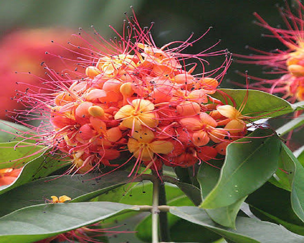 Asoka Flower