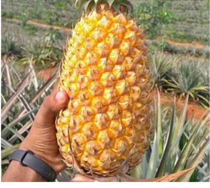 pinapple