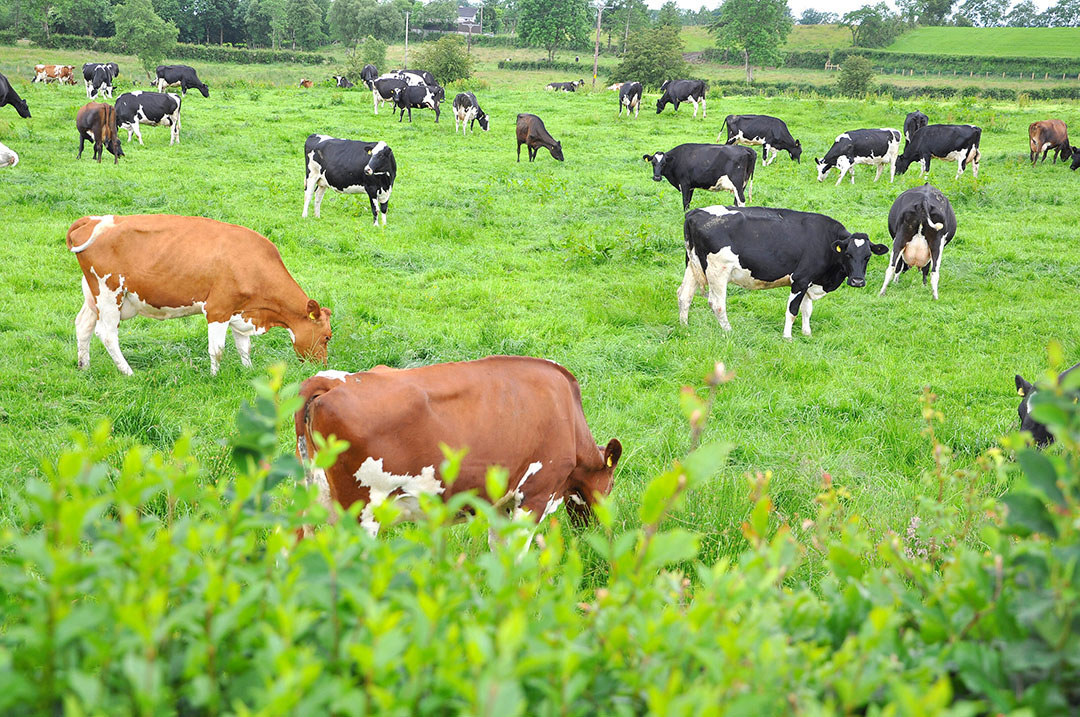 Boosting milk yield by grass