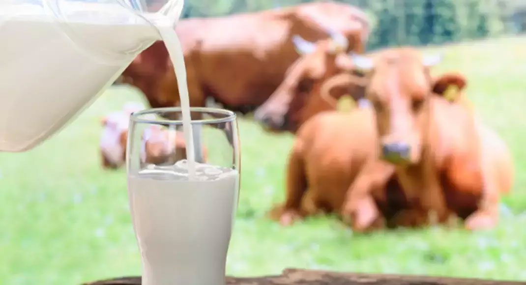 A little care in the diet can increase the thickness of the milk