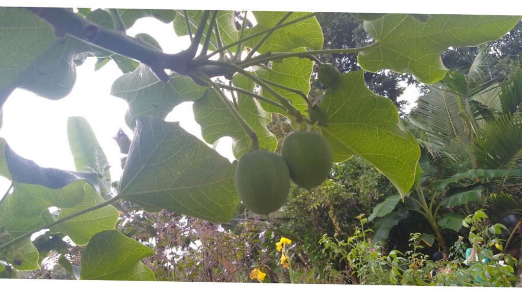 കടലാവണക്ക്kadalamanakku