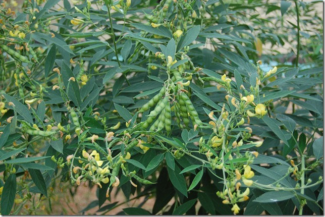 Cultivation of pigeon peas