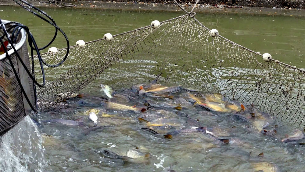 Backyard Fish Farming