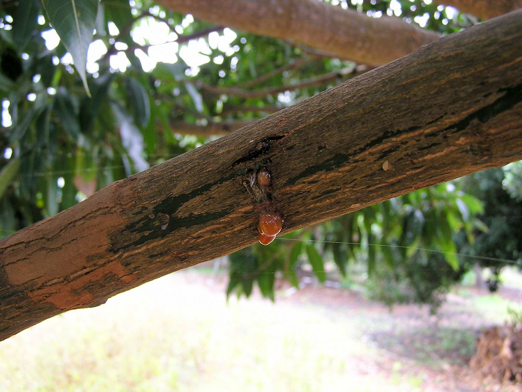 Gummosis disease in Mango tree