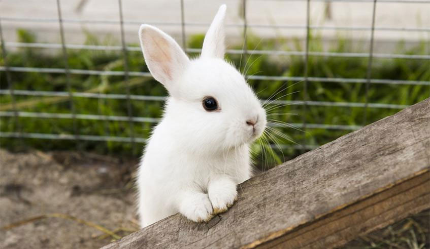 How to make rabbit farming profitable?