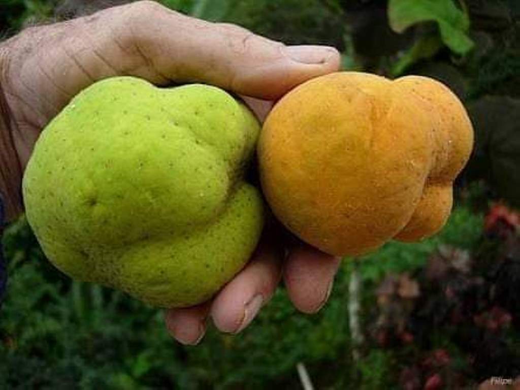 ഇന്ഗ്ലീഷിൽ മങ്കി ജാക് ഫ്രൂട്ട് (Monkey Jack Fruit)എന്നപേരിലും അറിയപ്പെടുന്നു