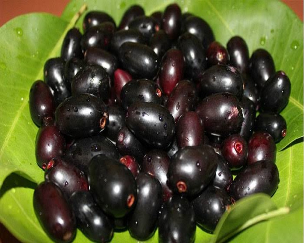 Black Plum Fruit