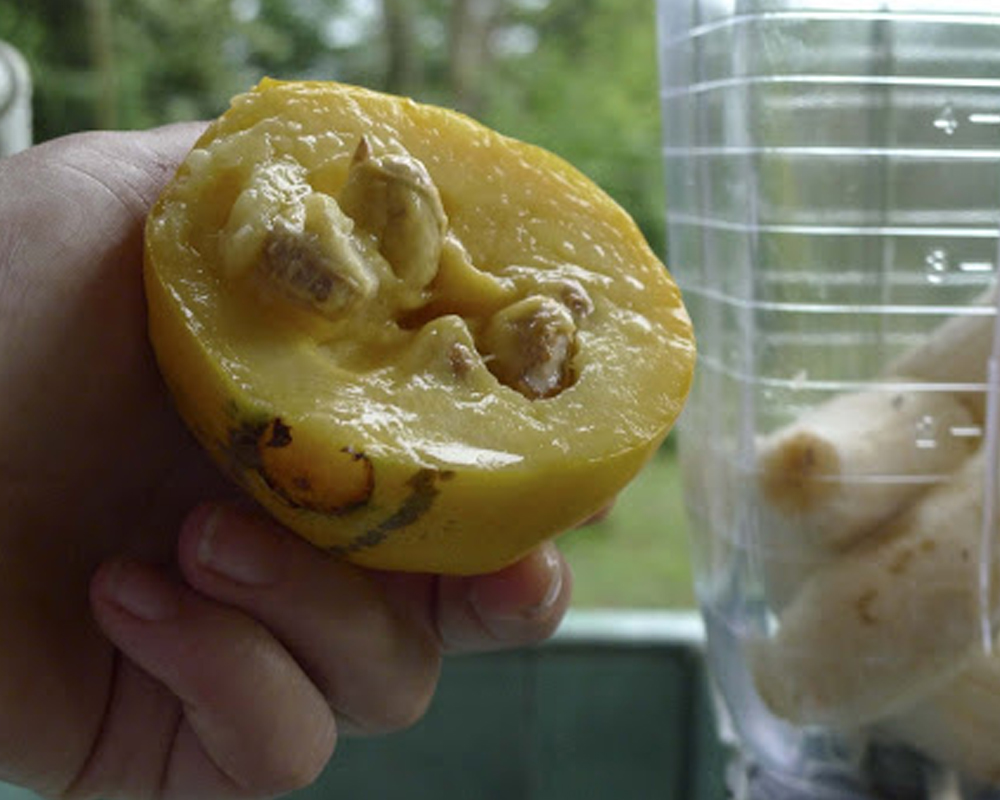 Araza Boi a Latin American Fruit