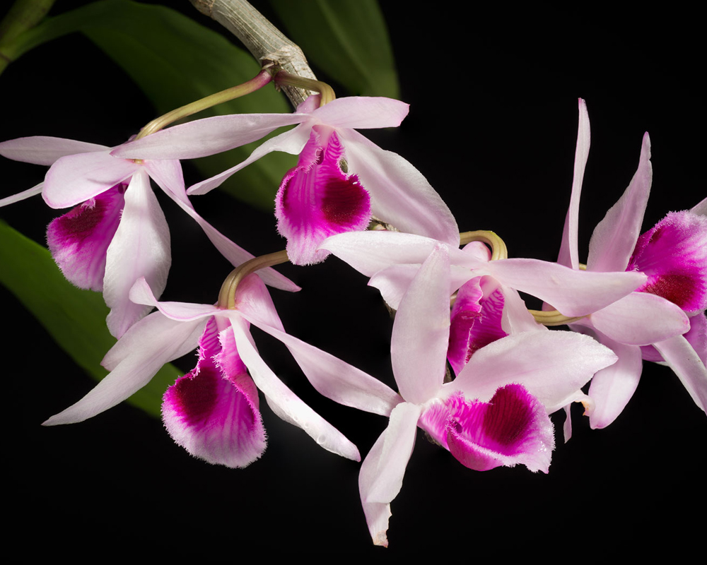 Orchid rainy season care