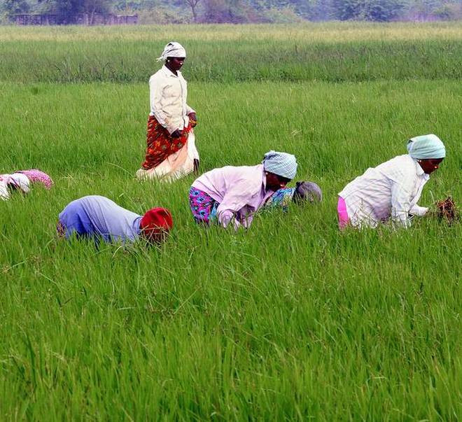 ഉദ്ദേശo കൃഷിയുമായി ബന്ധപ്പെട്ട പ്രവര്‍ത്തനങ്ങളില്‍ തൊഴിലാളി ക്ഷാമം പരിഹരിക്കുക