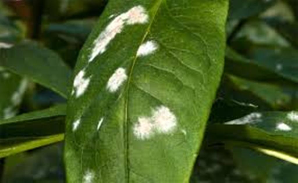 Biological control method for plant diseases