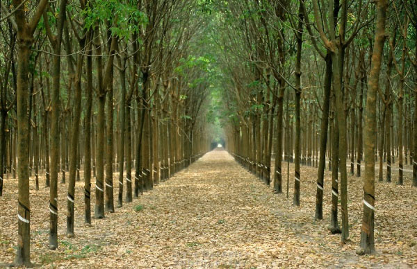 Online training on intercropping in rubber plantations
