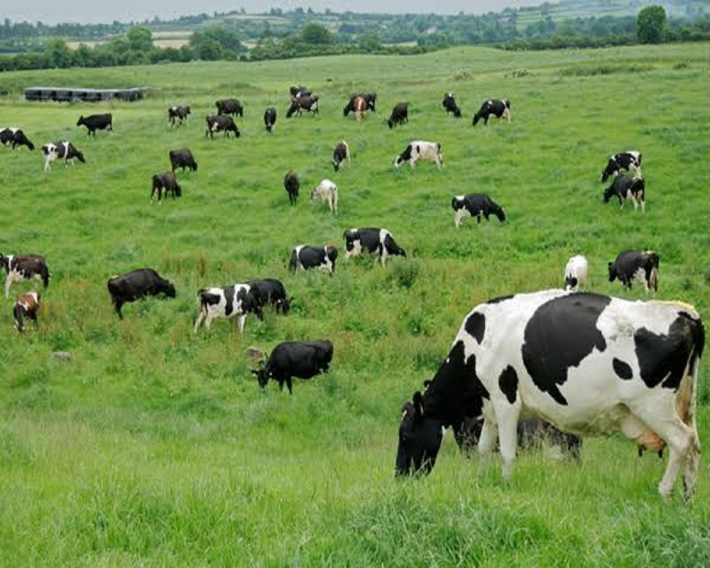 cow field