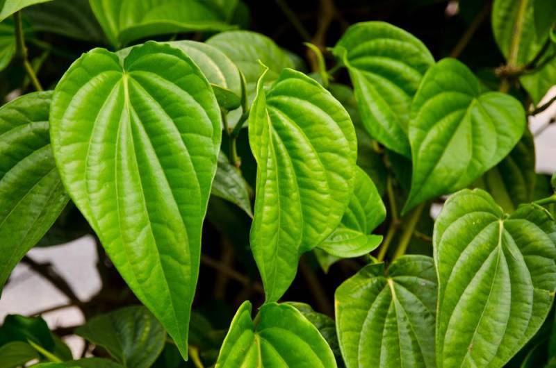 betel leaf 1