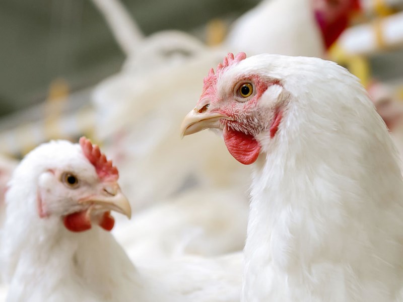 How to start a poultry farm successfully?