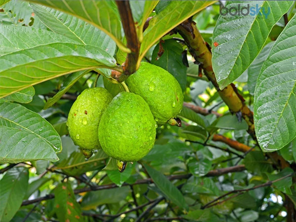 Health benefits of Guava leaves