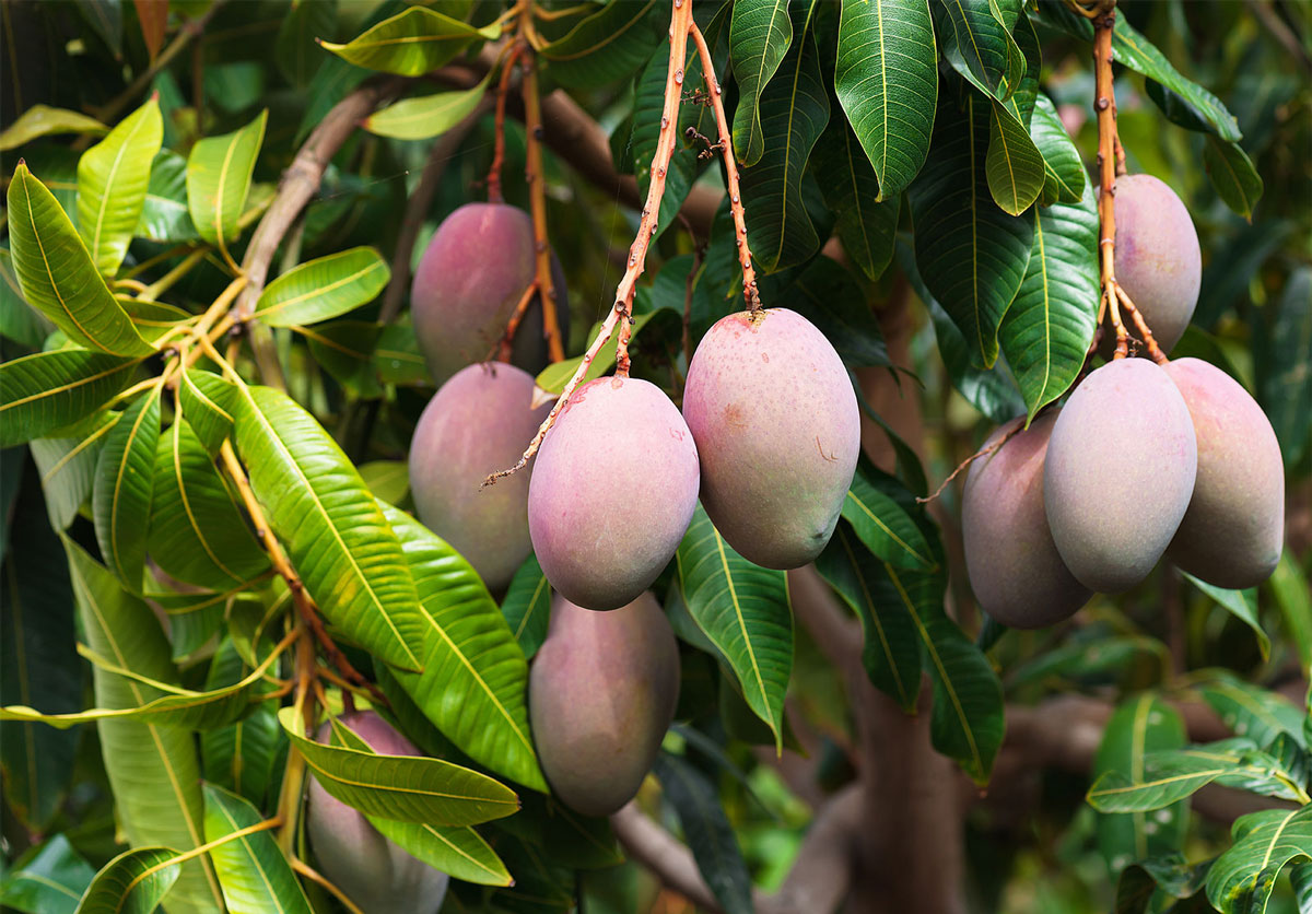 Native mango trees in Kerala