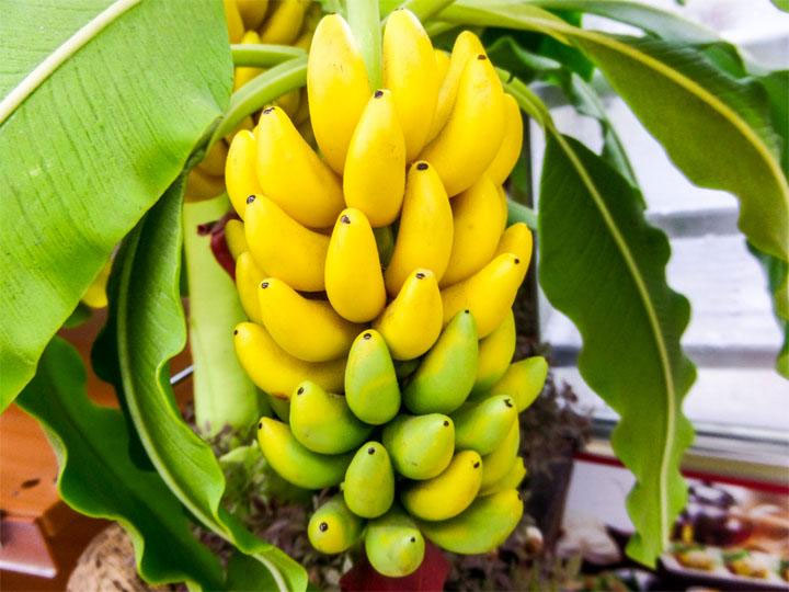 Various types of bananas