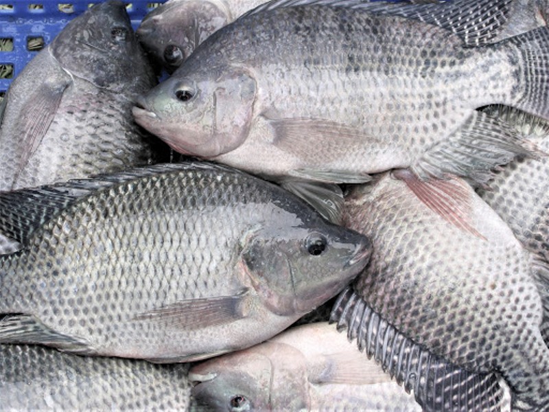 തലപപയയകക 35 രപ ചലവല തററ അത വടടലതതനന ലഭവഴ  ഇങങനയ  Increasing fish farm profitability through Value Added Products
