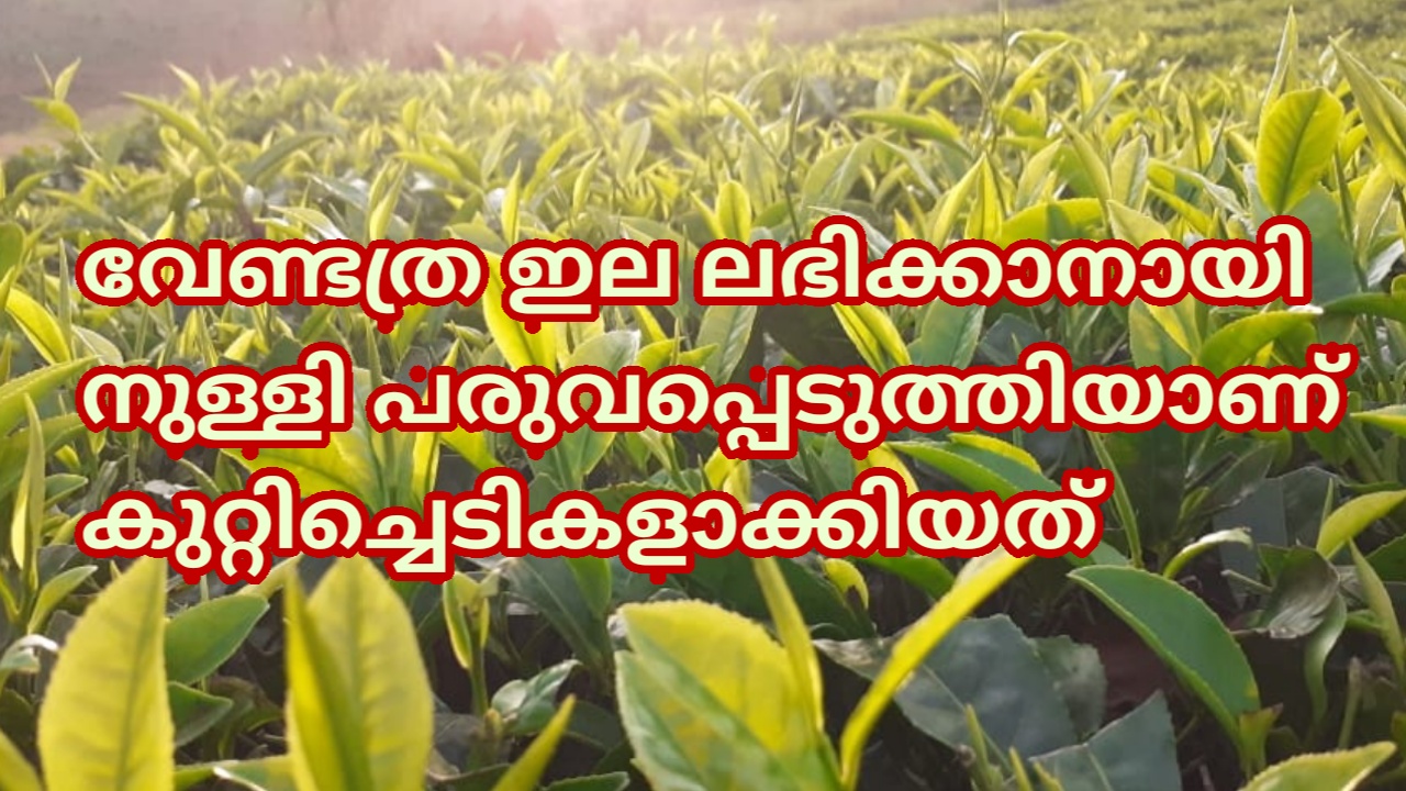 തേയിലത്തോട്ടം ;                                                                                                                                   ഫോട്ടോ  സിൽജ ബിജു