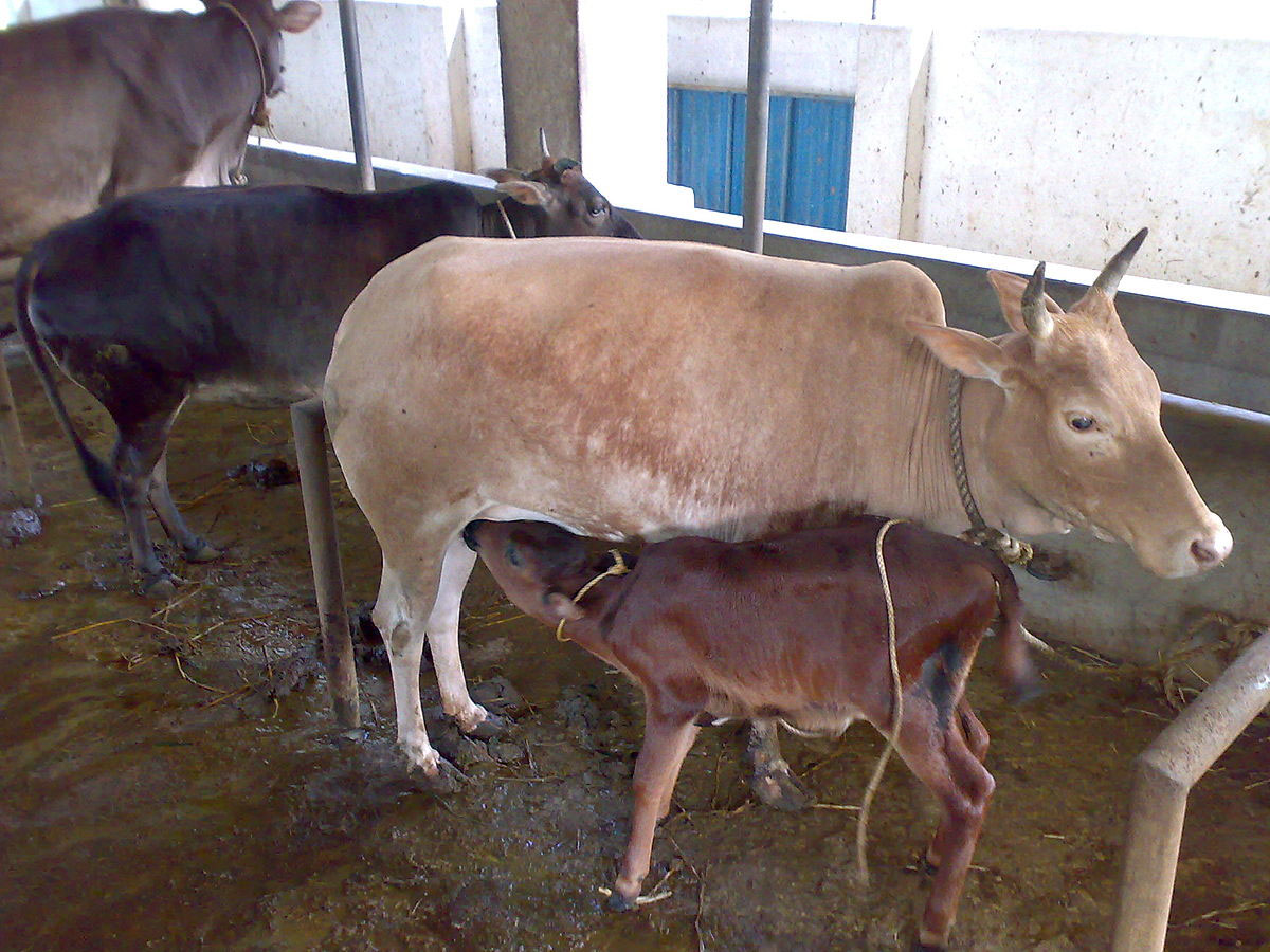 Native cattle breeds of Kerala