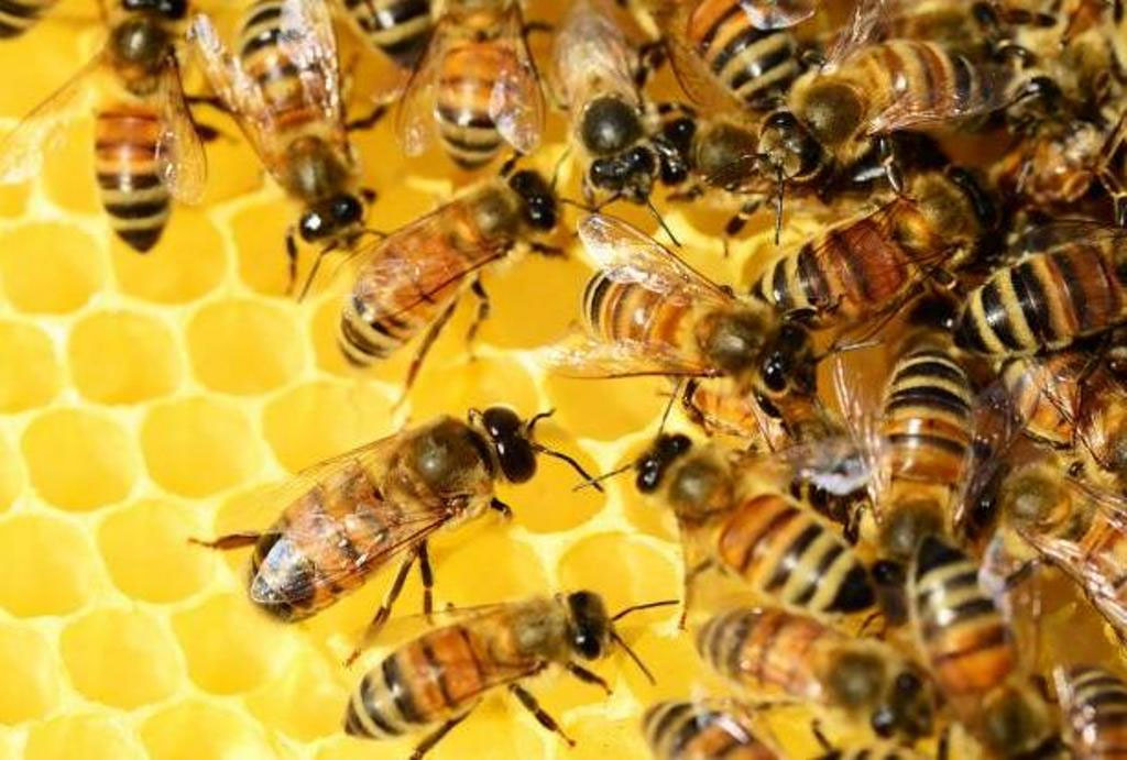 Online training in beekeeping
