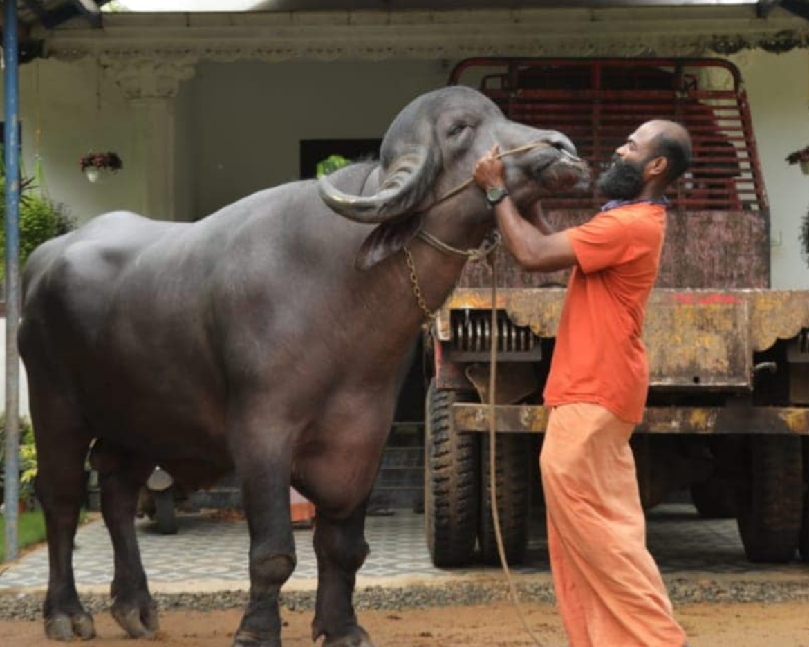 പോത്തിനമാണ് മുറകള്‍