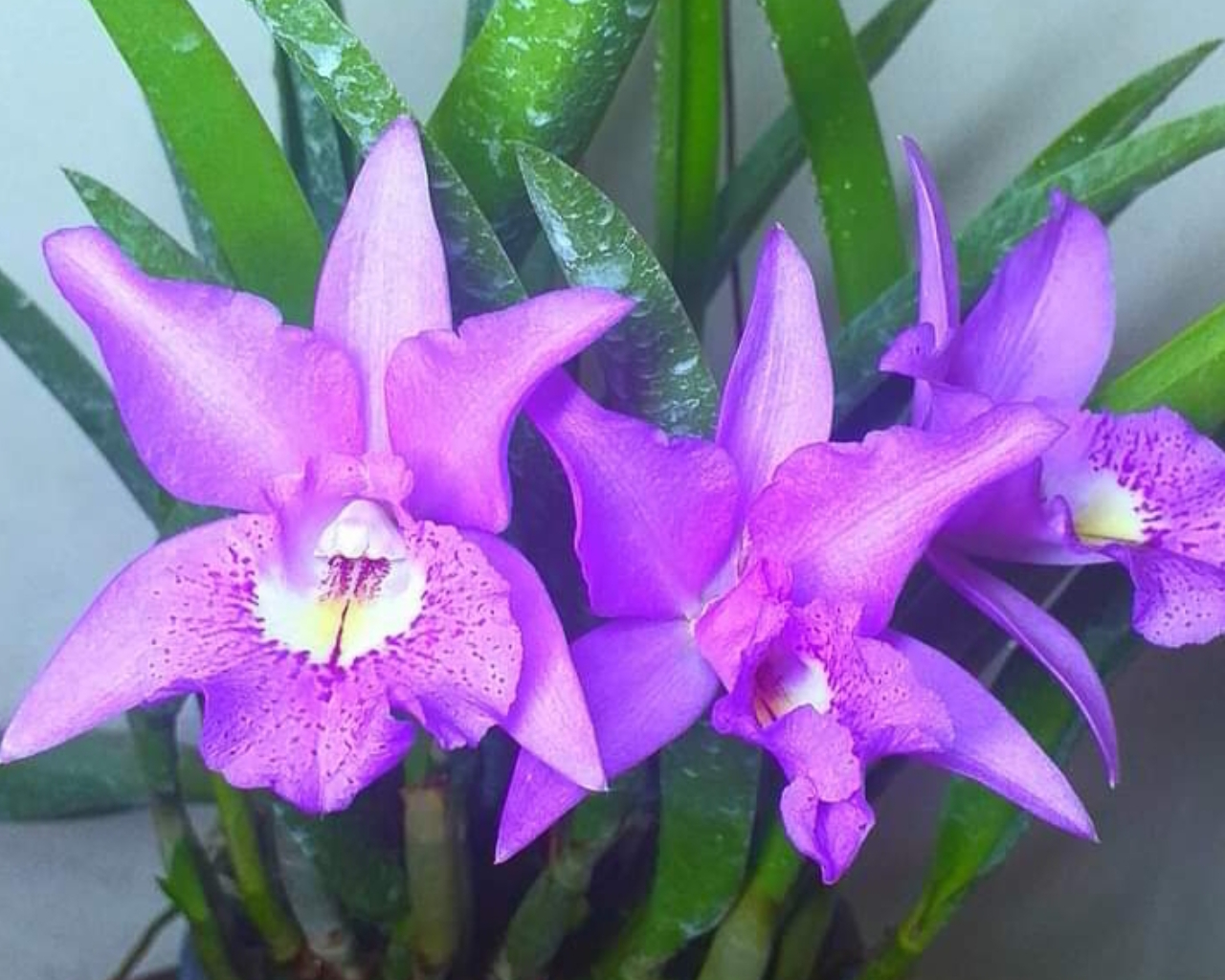 വലിയ colourful ആയ flowers തരുന്ന ഓർക്കിഡ് ആണിത്.ക്വീൻ of orchids എന്നും അറിയപ്പെടുന്നു.