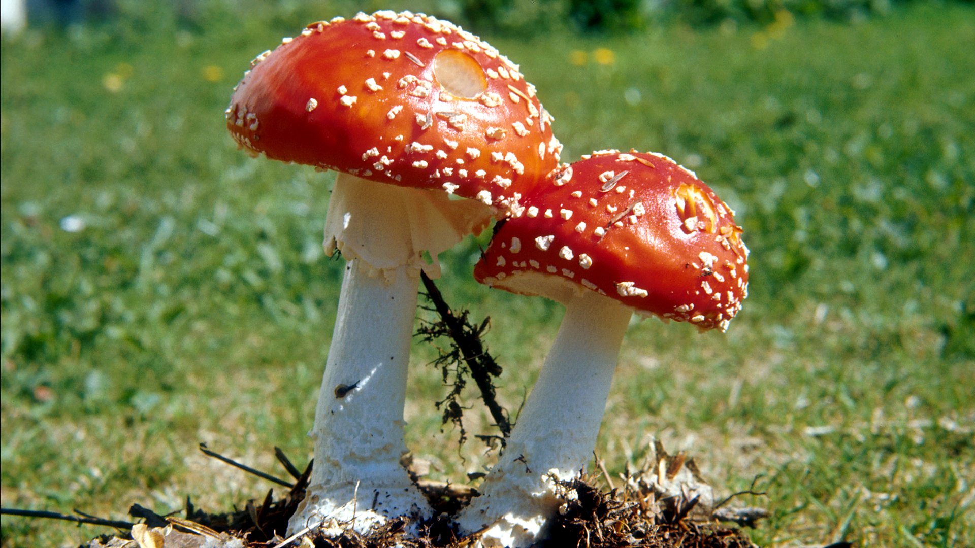 കൂൺ Mushrooms