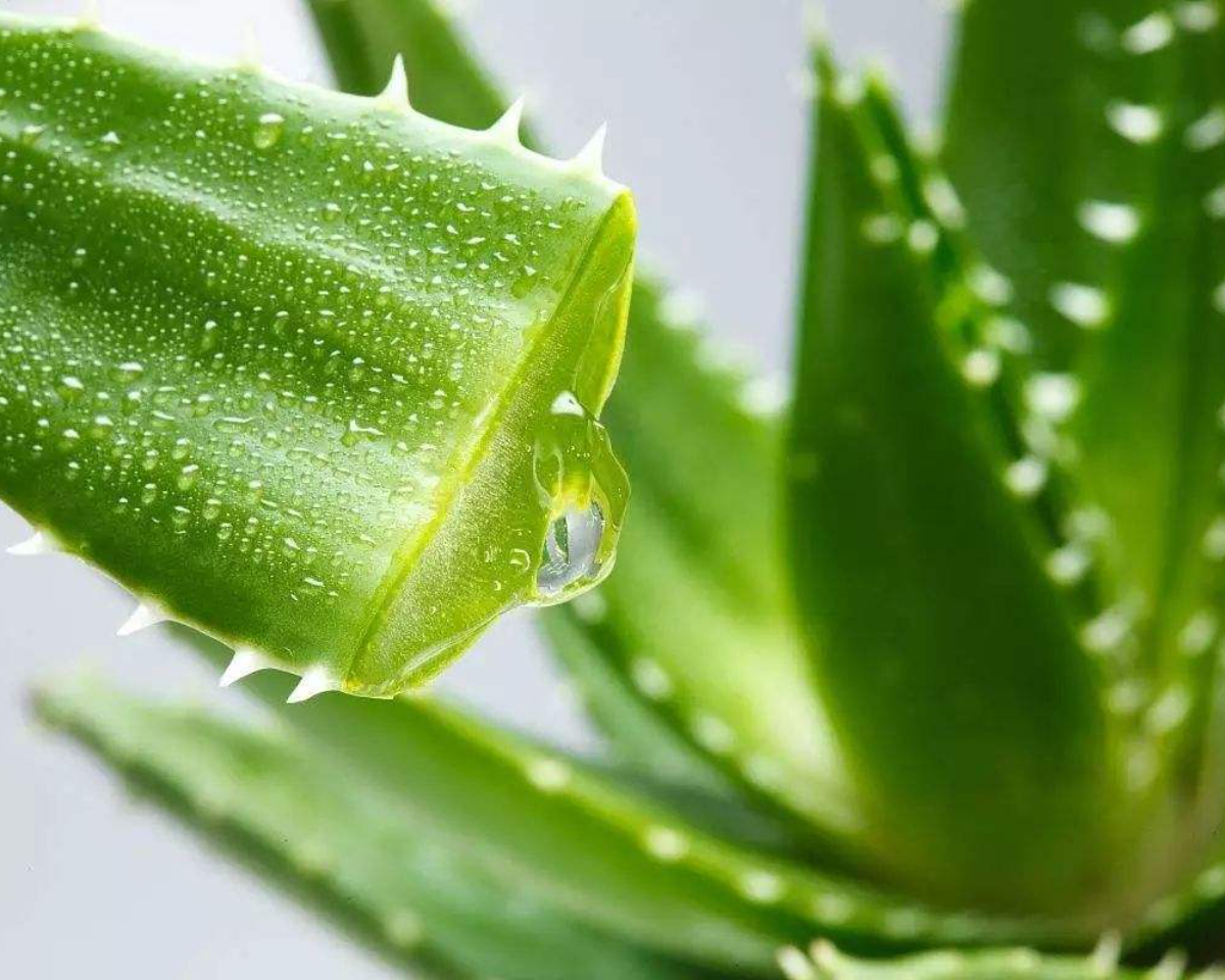 Алоэ барбаденсис миллер. Aloe barbadensis Leaf extract.