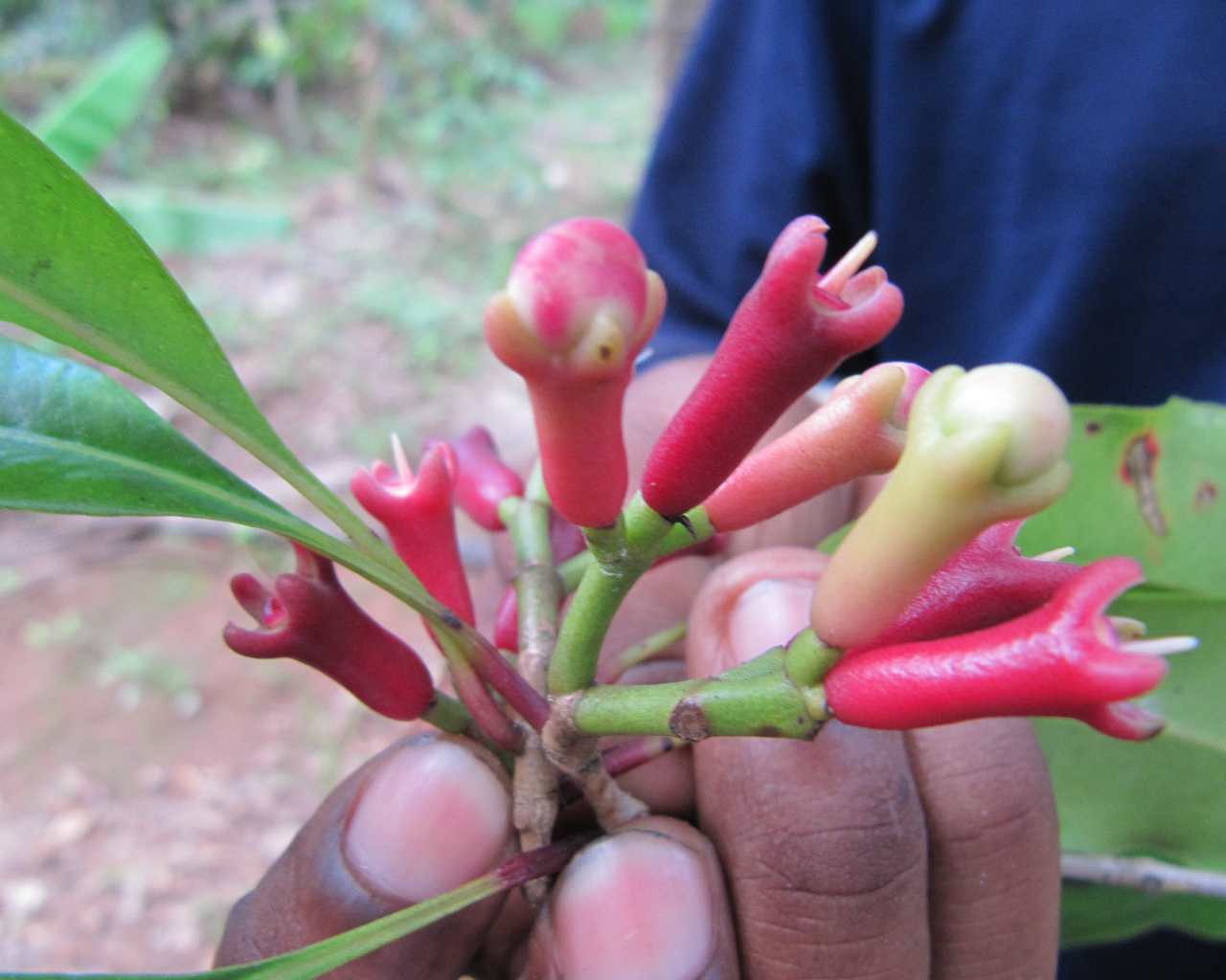 ലാറ്റിൻ ഭാഷയിൽ Clove എന്നാൽ ആണി എന്നാണ് അർത്ഥം.