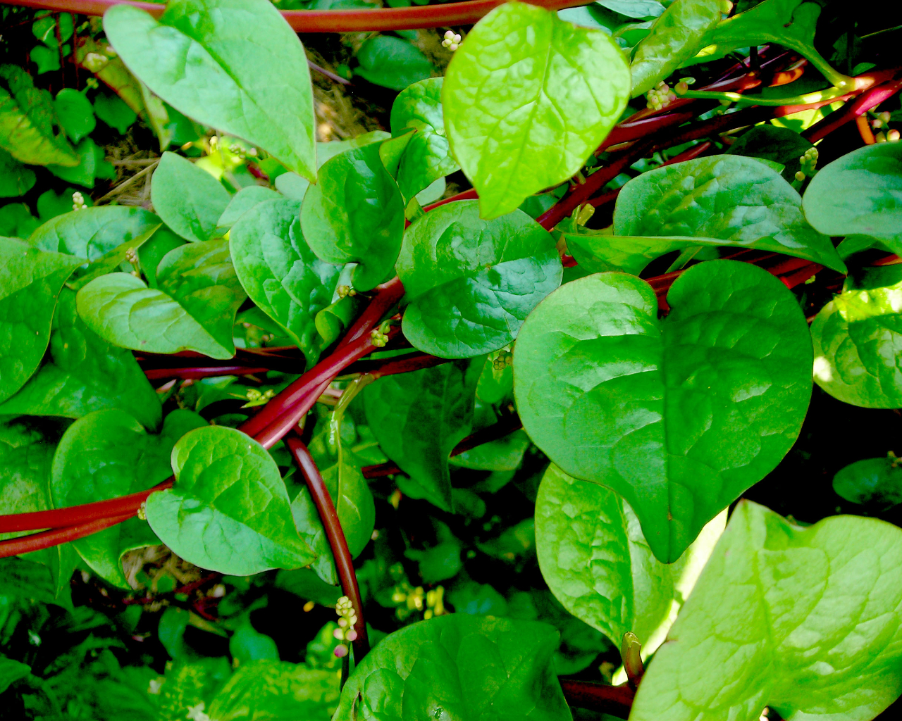 വള്ളിച്ചീര, Red Malabar Summer Spinach