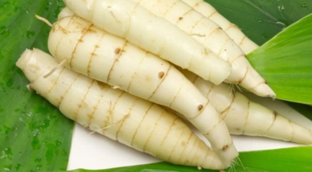 Cultivation & Harvesting of Arrowroot
