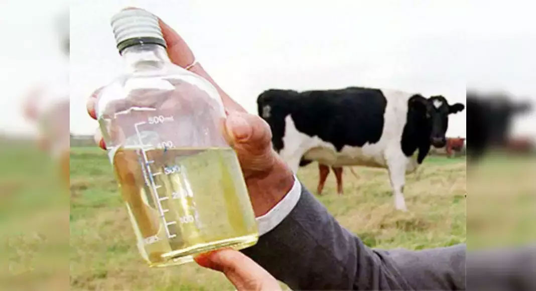Amazing medicinal properties of cow urine