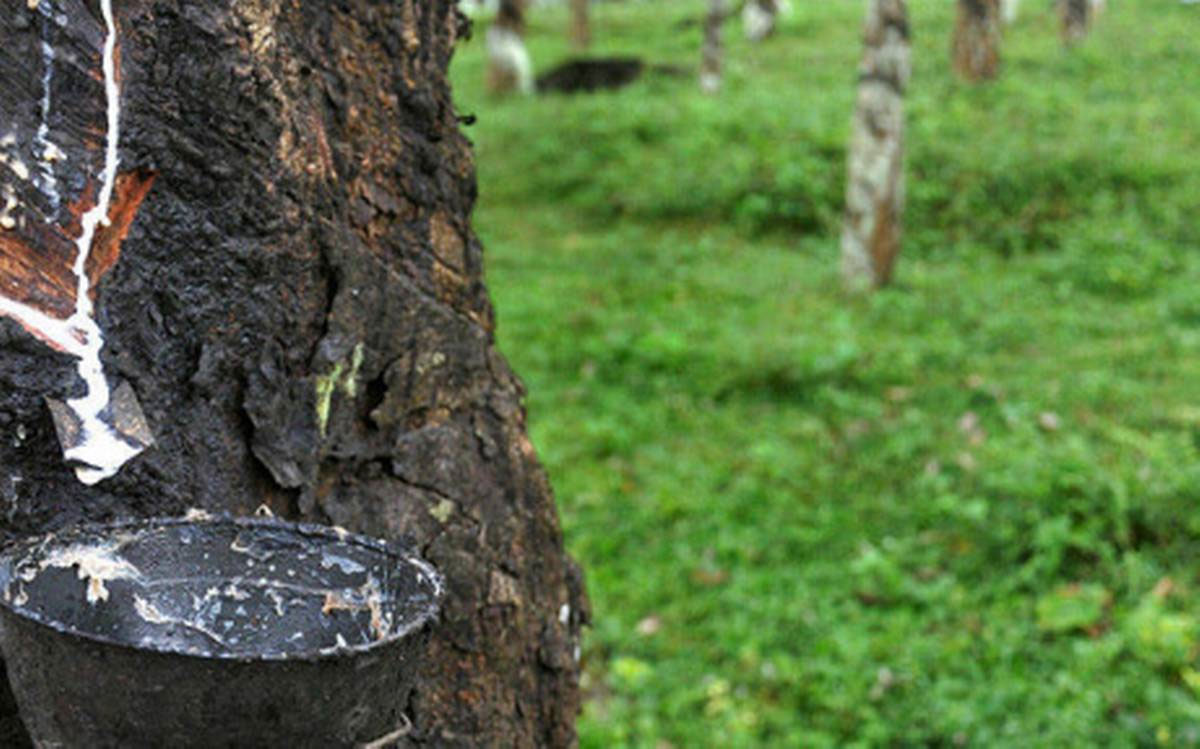 Kerala Budget 2021: Rs 50 crore has been announced for Rubber Subsidy