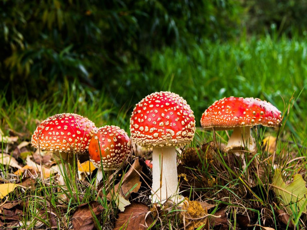 Mushrooms with red cap