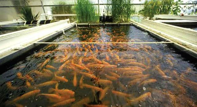 Aquaculture Development Agency